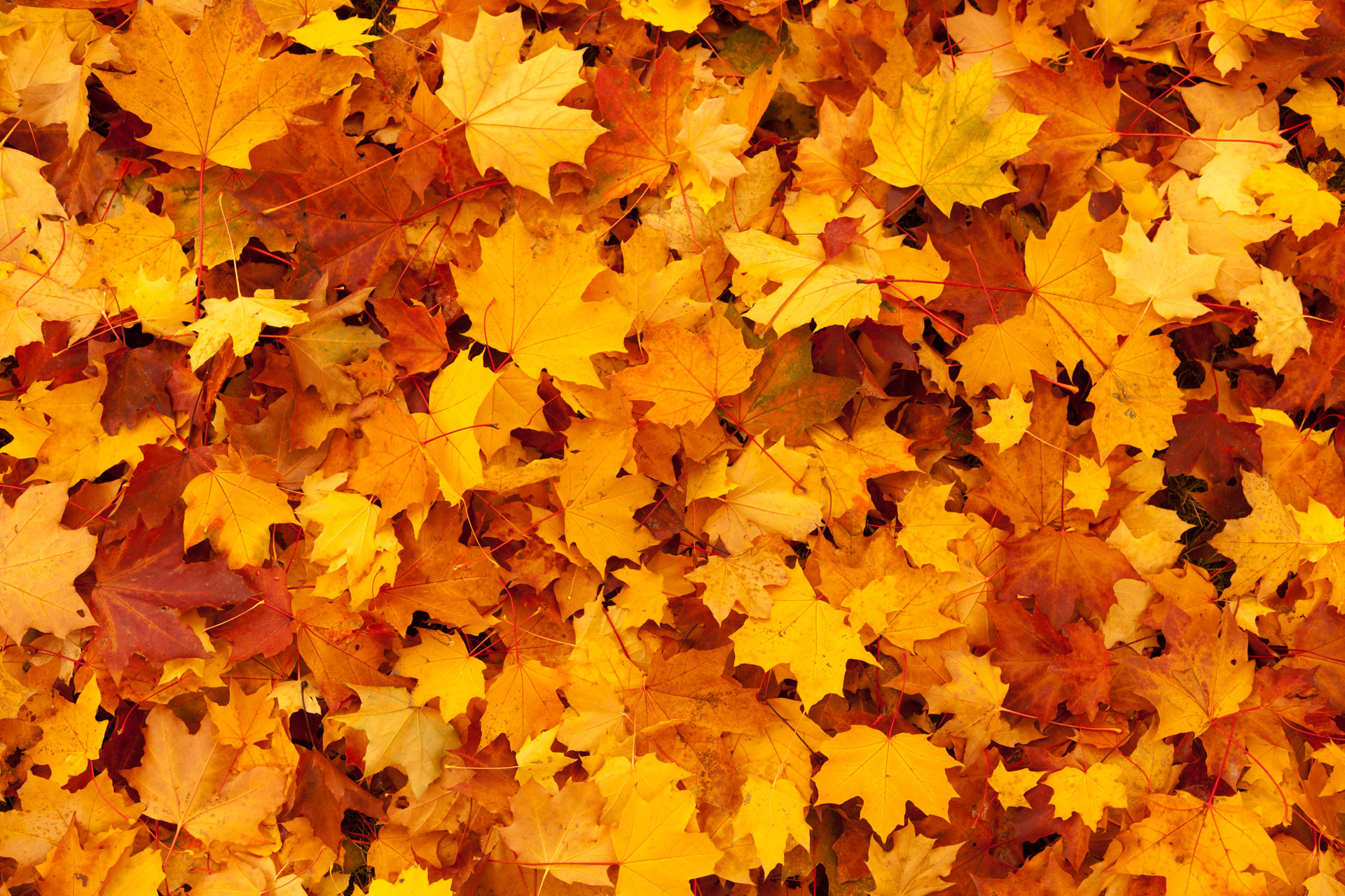 maple leaves background - La Crosse Community Thanksgiving
